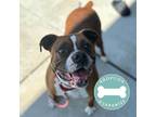 Samson Boxer Young Male