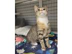 Meadow Domestic Shorthair Kitten Female
