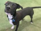 Vance Labrador Retriever Young Male