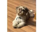 Lady Shih Tzu Adult Female