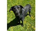 Grizzle Labrador Retriever Young Male