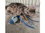 Theodore Domestic Shorthair Kitten Male