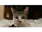 Buddy Domestic Shorthair Young Male