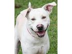 Frankie Labrador Retriever Young Male