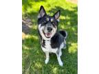 Bubbles Husky Young Female