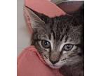 Togo Domestic Shorthair Kitten Male