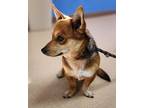 Hendrix Corgi Adult Male