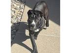 Neptune American Pit Bull Terrier Puppy Male