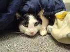 Ian Domestic Shorthair Senior Male