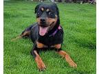 Freya Rottweiler Adult Female