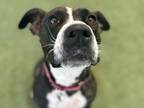 Sabrina American Staffordshire Terrier Adult Female
