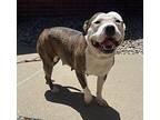 Hershey American Bulldog Adult Female
