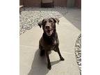 Eddie Labrador Retriever Adult Male