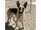 Brenda-Leigh German Shepherd Dog Young Female