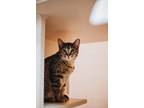 73364A Lila- Pounce Cat Cafe Domestic Shorthair Adult Female