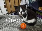 Oreo Domestic Shorthair Kitten Male