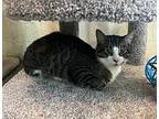 Seager Domestic Shorthair Young Male
