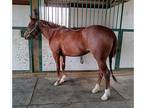 2022 AQHAAPHA Sorrel Mare