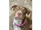 Adopt Chili a Labrador Retriever, Pit Bull Terrier