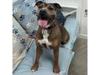 Adopt Kia a Boxer
