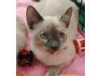 Adopt Mia a Siamese