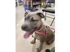 Adopt Megan a Pit Bull Terrier, Labrador Retriever