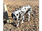 Adopt Fiona a Dalmatian