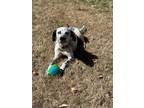Adopt Hartley a Dalmatian