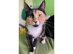Adopt Lyra (Shy and Affectionate) - $70 a Domestic Short Hair