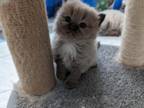 Ragdoll Kittens