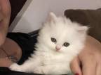 White Male Kitty