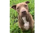 Adopt Cinderella a American Staffordshire Terrier