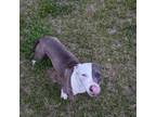Adopt JoJo a Pit Bull Terrier