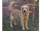 English Cream Golden Retriever PUPPY FOR SALE ADN-787007 - Champ Bloodlines