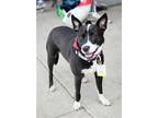 Adopt Harper S a Border Collie, Australian Cattle Dog / Blue Heeler