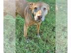 Vizsla Mix DOG FOR ADOPTION RGADN-1089099 - Sally of Pacolet - Your New