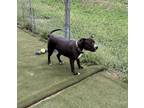 Adopt Rosie a Staffordshire Bull Terrier