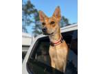 Adopt Kady Furry (COURTESY POST) a Husky, Labrador Retriever