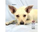 Adopt Malika a Canaan Dog, Mixed Breed