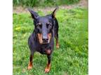 Adopt 7815 Mya - I'm a SSNAP Dog a Doberman Pinscher