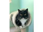 Adopt Momo a Domestic Long Hair