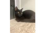 Adopt Rocky a Domestic Short Hair