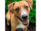Adopt Bruno a Labrador Retriever