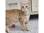 Adopt Harry a Domestic Short Hair