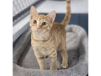 Adopt Liam a Domestic Short Hair