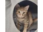 Adopt Niall a Domestic Short Hair