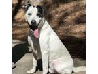 Adopt danny a Australian Cattle Dog / Blue Heeler