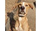Adopt Otis a Labrador Retriever