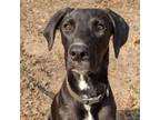 Adopt Gunner a Black Labrador Retriever