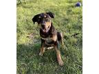 Mabel Hound (Unknown Type) Young Female